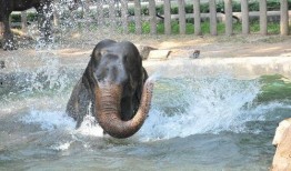 杭州动物园爆料事件视频