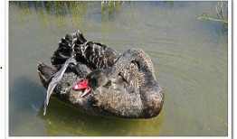 黑天鹅最新爆料消息,揭秘惊天秘密背后的惊人真相