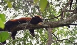 杭州动物园爆料事件视频