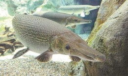 鳄雀鳝最新爆料新闻视频,最新爆料视频揭秘神秘生物真相