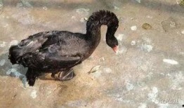 黑天鹅最新爆料消息,揭秘惊天秘密背后的惊人真相