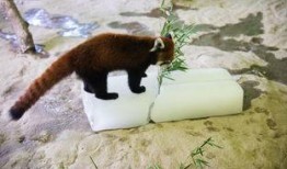 杭州动物园爆料事件视频